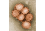 Свиной грипп и вакцинация