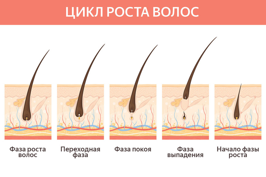 цикл роста волос у человека