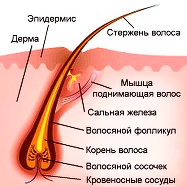 Что же такое волосы? Строение волос