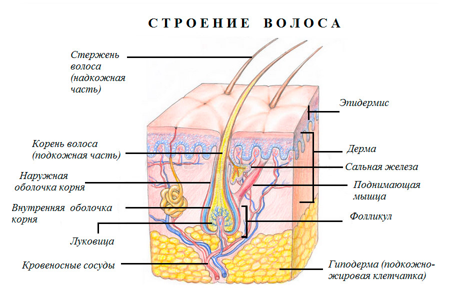 волосяной фолликул на коже человека