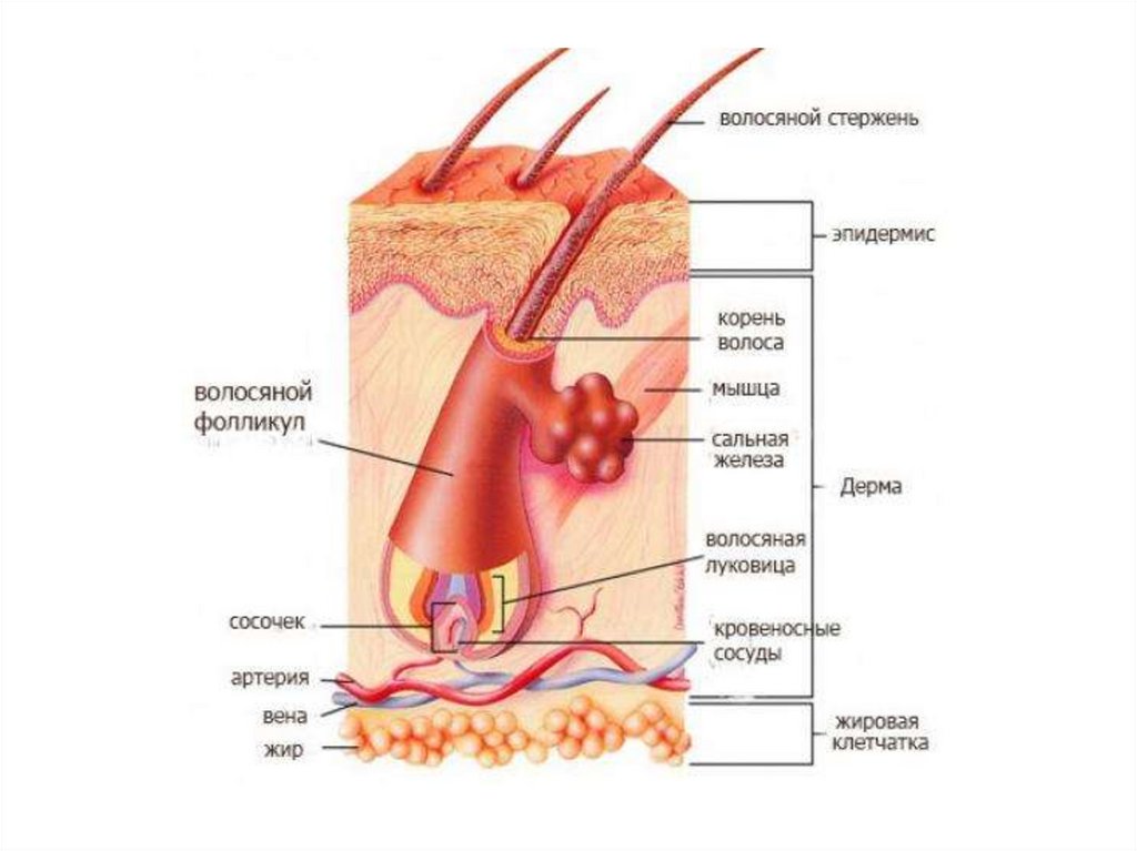 строение корня волос