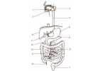 Строение пищеварительного тракта