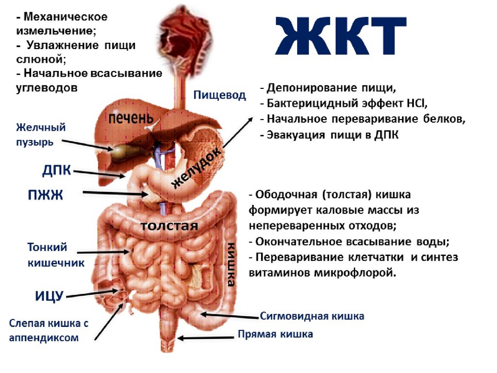 Строение пищеварительного тракта