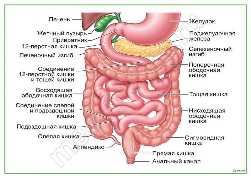 Строение пищеварительного тракта