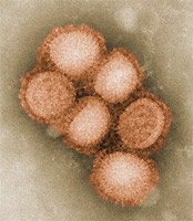 Свиной грипп и вакцинация