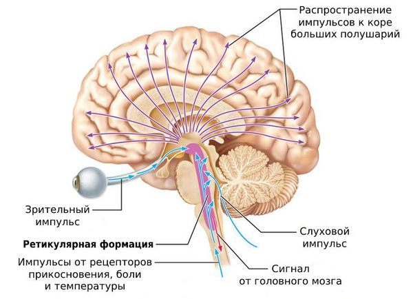 Что такое астения?