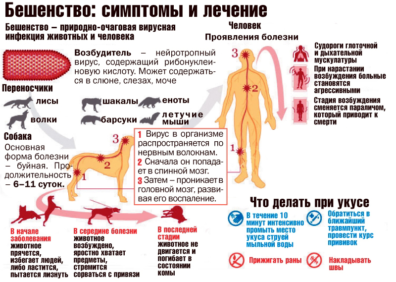 Бешенство