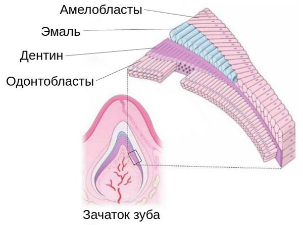 Гипоплазия